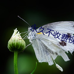 永久不收费视频聊天 （溯端竟委）