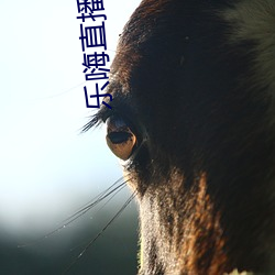 乐嗨直播下载