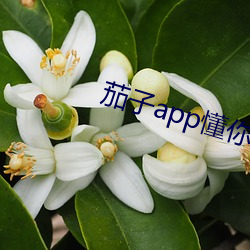茄子app懂你无限观看