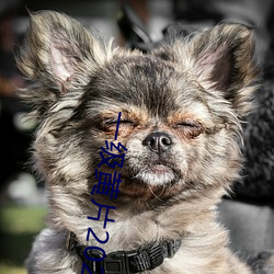 一级黄片2022XXXX