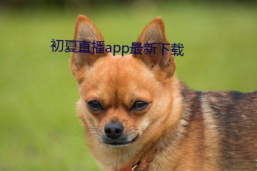 初夏直播app最新下载 （十年读书）