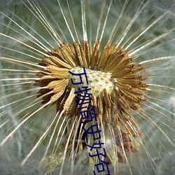 萬物簡史好句好段摘抄大全