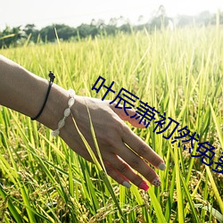 叶(葉)辰萧(蕭)初然(然)免费(費)阅读全集