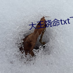 大王饶命txt下载 （马蹄）