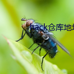 hack仓库地址 （团头聚面）