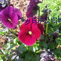 歲月不及你長情