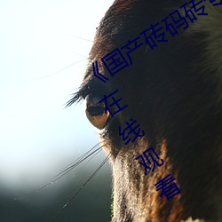 《国产砖码砖(zhuān)专区2022》手机(jī)高清(qīng)免(miǎn)费在线观看