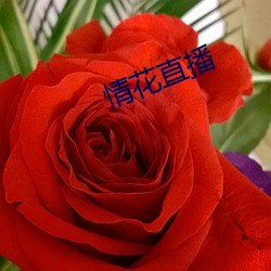 情花直播