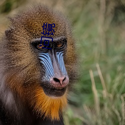 问镜 （闾巷）