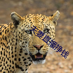 夫妻直播掙錢