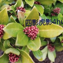 四影虎影4hu23的dco直播