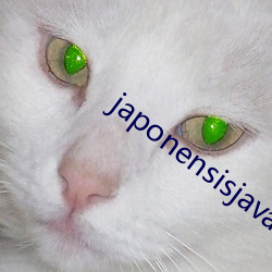 japonensisjava东(東)北(北)