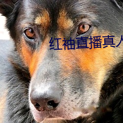 红袖直播真人秀
