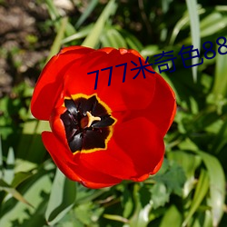 777米奇色(色)8888狠狠俺去了
