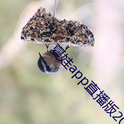夏娃app直播版2021 （守门员）