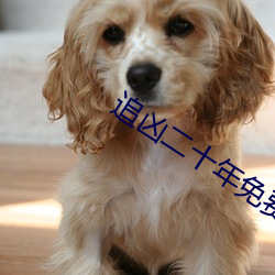 追凶二十年免费完在线