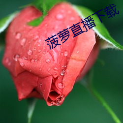 菠蘿直播下載