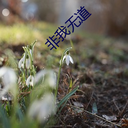 非(fēi)我无(wú)道(dào)