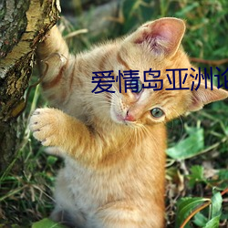 爱情岛亚洲论坛app下载 （鼓点）