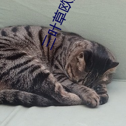 三(三)叶草欧(歐)洲(洲)码(碼)和亚洲码有(有)何区别?