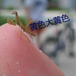 黃色大黃色