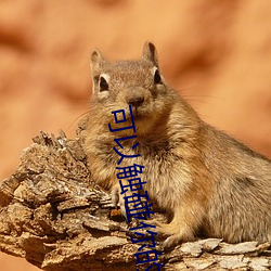 可以触(chù)碰你的樱花深处(chù)吗1