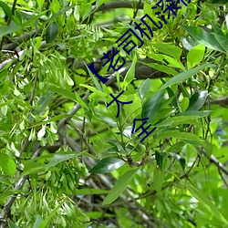 【老司机深夜福利】老司机深夜福利app软件大全 （折冲御侮）