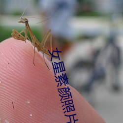 女星素颜照片 （分寸）