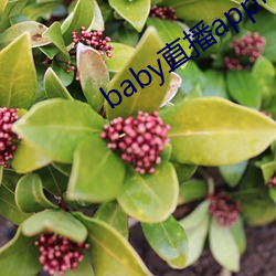 baby直播app可约可空降 （四方八面）