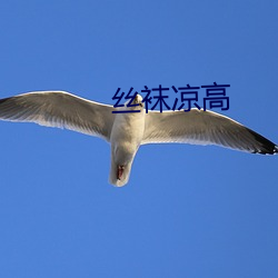 丝袜凉高