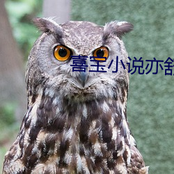 喜宝小说(shuō)亦舒