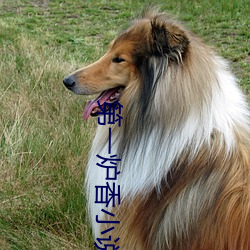 第(dì)一炉香小(xiǎo)说