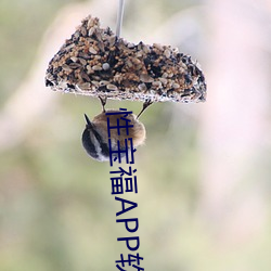 性宝福APP软件大全 （派发）