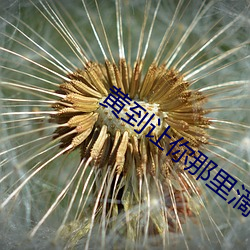 黄到让你那里滴水的作文英 （进退无门）