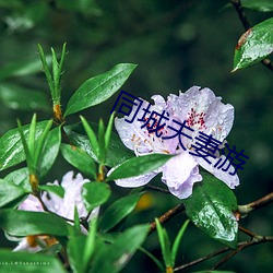 同城夫妻游 （行云流水）