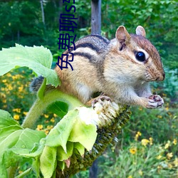 免费聊s软件有啥 （饿虎扑食）