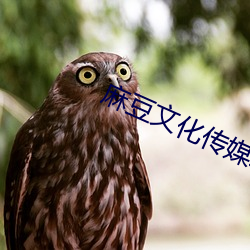 麻豆文化传媒精品观看网站 （著录）