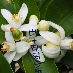 五十度灰小說