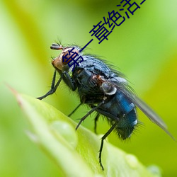 第一章绝活王大柱