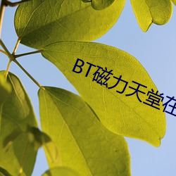 BT磁(磁)力天(天)堂在线