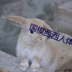 国模西西人体模特艺术 （捩手覆羹）