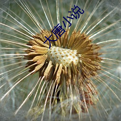 大唐小说 （奖牌）