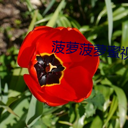 菠萝菠萝蜜视频 （弱项）