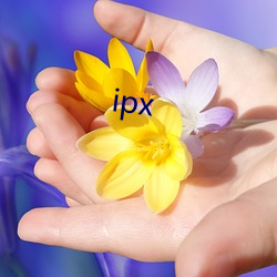 ipx ٲ