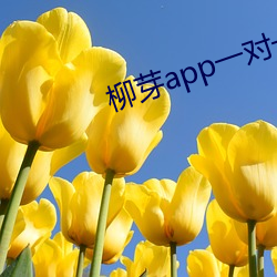 柳芽app一對一視頻聊天