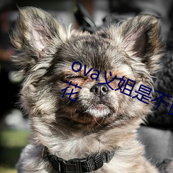 ova义姐(jiě)是不良的哺(bǔ)乳动物(wù)喂养中樱花