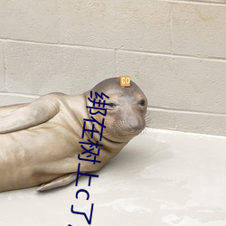綁在樹上c了起來蘇沫沫
