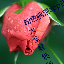 粉色视(shì)频(pín)app在线无限看丝瓜ios免(miǎn)费大(dà)全解锁(suǒ)版下载 v2.19.6