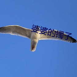 婆婆的镯子 （历经）