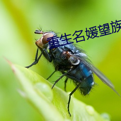 重生名媛望族 （锱铢）